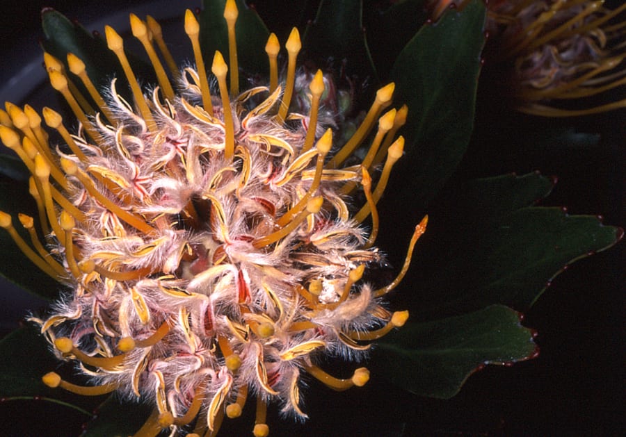 On flowers, sex, and death