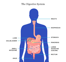 Digestive Health Medicine